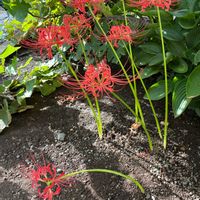 ガーベラ,ガーベラ,ヒガンバナ,ヤブラン, 彼岸花の画像