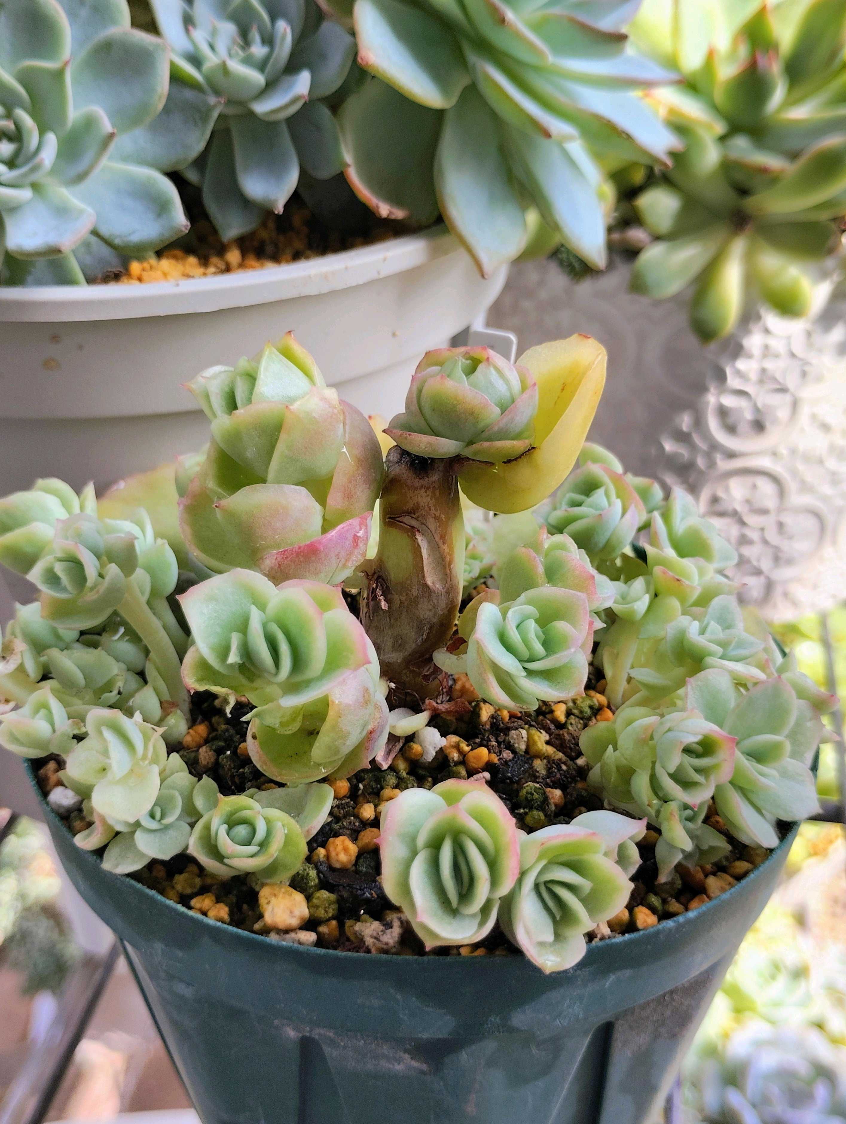 yuーko jukito・多肉☆アイスローズ錦・(大) アイスローズ錦 多肉植物の通販 by Nan申請前に必ずコメント必要｜ラクマ