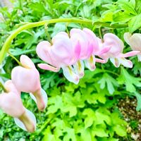 タイツリソウ,タイツリソウ,ガーデニング,山野草,花のある暮らしの画像