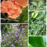 菊芋,ハイビスカス・フラミンゴ,グワバ,曼珠沙華,レモンに着いた虫の画像