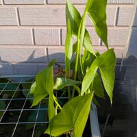 オモダカ,クワイ,お出かけ先の画像