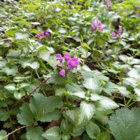 ラミウムの画像