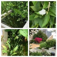 ガマ,ハンゲショウ,ポンテデリアの画像