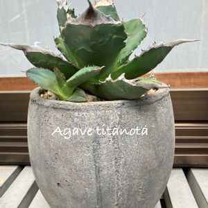 AGAVE titanota,Agave  Titanota Rancho Tambor,カクタス広瀬,車庫の画像