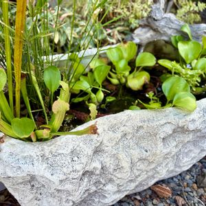 オモダカ,ホテイアオイ,ウォーターバコパ,ショウブ,サラセニア・フィラデルフィアの画像