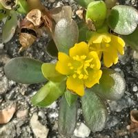 スベリヒユ,山野草,道路脇の画像