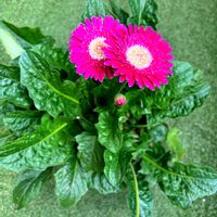 ガーベラ,観賞用唐辛子,わけぎ,サルスベリ挿し木の画像