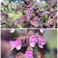 菜の花,大根,パクチー,春菊,九条ネギの画像