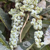 オトコエシ,ガマズミ,サラシナショウマ,ユキモチソウ,ヌルデの画像