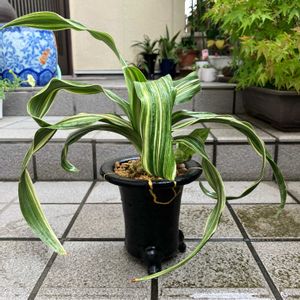 オモト,万年青,万年青,古典園芸植物,伝統園芸植物の画像