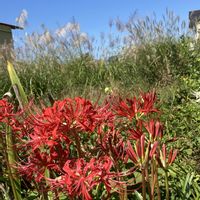 ヒガンバナ,ミズヒキ,コンフリー,タウゴキ,可愛い〜♡の画像