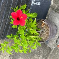 ハイビスカスの画像