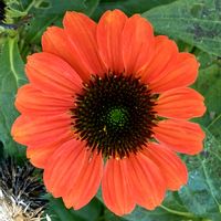 エキナセア,お出かけ先にての画像