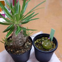 パキポディウム・グラキリス,コノフィツム・ブルゲリの画像