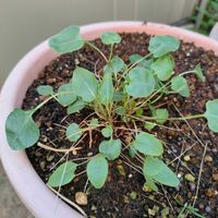 タマシャジンの画像