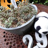 ゼフィランサス,七福神,七福神,スプリングワンダー,クリームベリーの画像