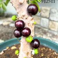 ジャボチカバ,ジャボチカバ,鉢植え,家庭果樹,熱帯果樹の画像