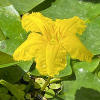 アサザ,山野草の画像