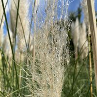パンパスグラス,山野草の画像