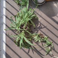 チャイブ,オリヅルラン,ダイソー,ベランダ,リビング・ダイニングの画像