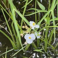 オモダカ,オモダカ,今日のお花,開田高原,木曽町の画像