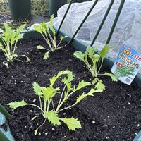 水菜,小松菜,高菜,自家製野菜,室内栽培の画像