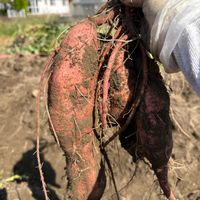 さつまいも,さつまいも,疲れた(><),良く出来てる,元気いっぱい♡の画像