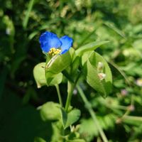 ツユクサ,山野草,野草,半日花の画像