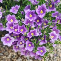 ニーレンベルギア,ニーレンベルギアオーガスタの画像