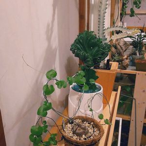 亀甲竜,ホワイトゴースト,ユーフォルビア マハラジャ,柱サボテン,アフリカ亀甲竜の画像