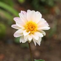 千日紅,ダリア,ニチニチソウ,マイガーデン,長野県の画像