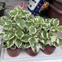 プレクトランサス,ミント,アロマティカス,アロマティカス斑入り,多肉植物の画像