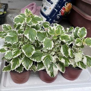 プレクトランサス,ミント,アロマティカス,アロマティカス斑入り,多肉植物の画像