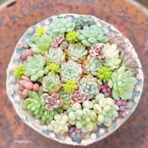 多肉植物,多肉植物寄せ植え,多肉大好き,多肉植物のある暮らし,ちまちま寄せの画像