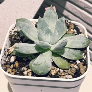 氷山,植え替え,多肉のある暮らし,多肉の土,遮光の画像