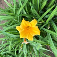 ヘメロカリスの画像