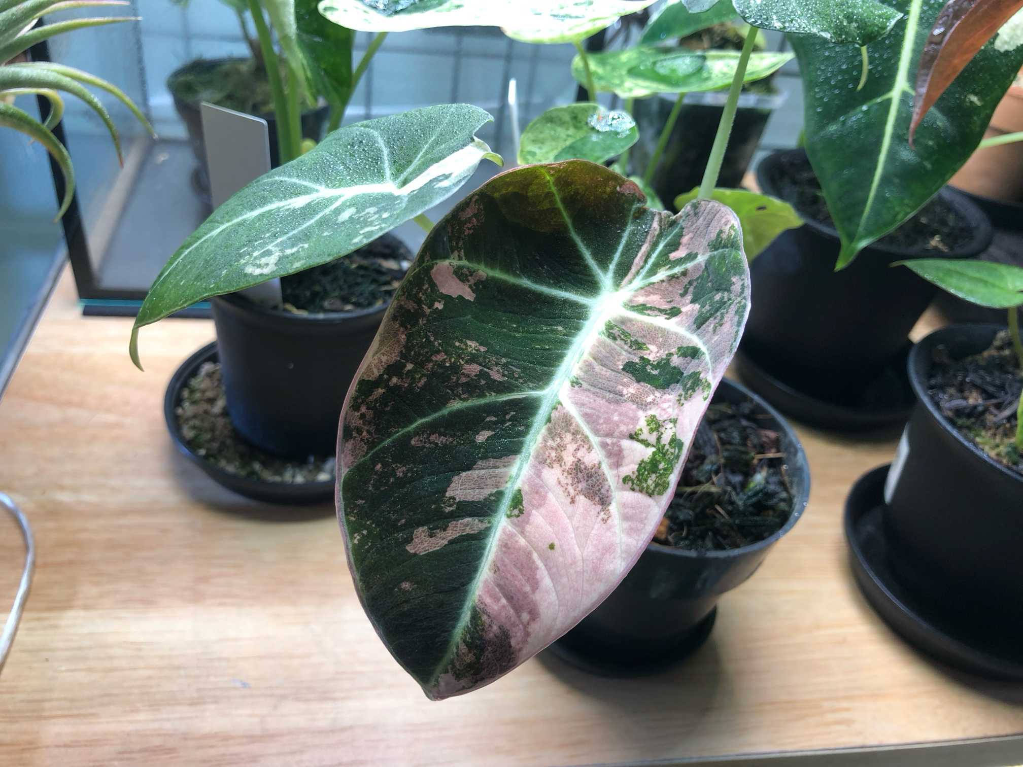 ｱﾛｶｼｱ ﾌﾞﾗｯｸﾍﾞﾙﾍﾞｯﾄ ﾋﾟﾝｸ｜🍀GreenSnap（グリーンスナップ）