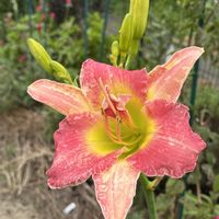 ヘメロカリス,花のある暮らし,庭の画像