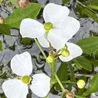 オモダカ,水生植物,今日のお花,市川万葉植物園,白い貴婦人✨の画像