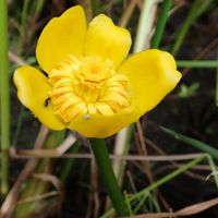 コウホネ,ヒメジソ,ヒメミクリ,ミズオトギリ,三宝寺池沼沢植物群落の画像