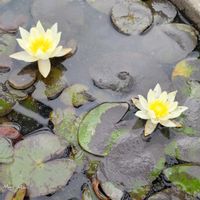 スイレン,ヤマブキ,世界平和,被災地にエールを…。,こんな時こそ花をの画像