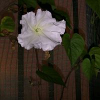 ヨルガオ,ヨルガオ,ヨルガオ,ユウガオ,ユウガオの画像