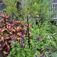 コリウス,テーブルヤシ,ドドナエア・ポップブッシュ・プルプレア,バジル,ドドナエアの画像