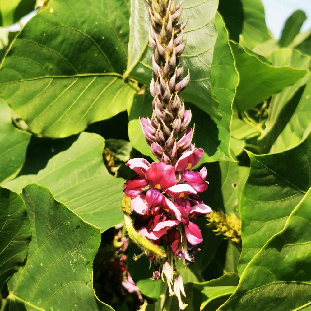 リリーさんの山下公園への投稿