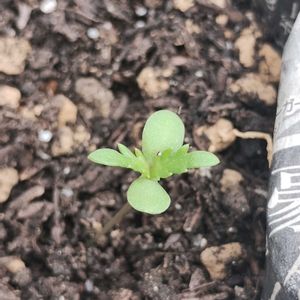 春菊,ガーデニング,ネコ好き,プランター野菜,種まきの画像