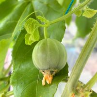 メロン,実のなる植物,花のある暮らし,緑のある暮らし,ベランダの画像