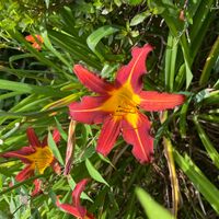 ヘメロカリスの画像