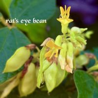 落花生,コマツナギ,ヤブツルアズキ,アレチヌスビトハギ,タンキリマメの画像