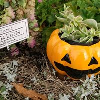 ベビーサンローズ,オレガノ ケントビューティー,セラスチウム（シロミミナグサ）,北海道,Halloweenの画像