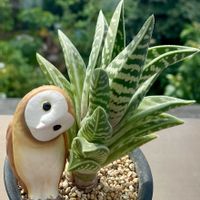 千代田錦,多肉植物,埼玉タニラー,モフモフ大好き,フクロウ祭の画像